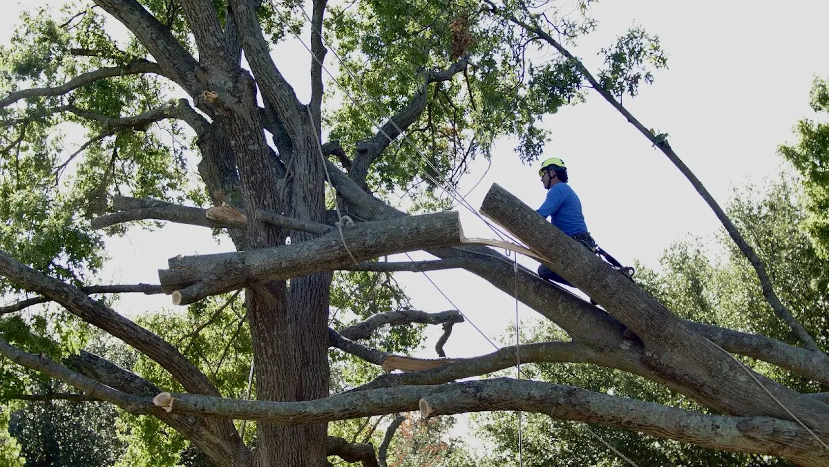 Professional Crown Thinning performed by certified arborists in Crossville